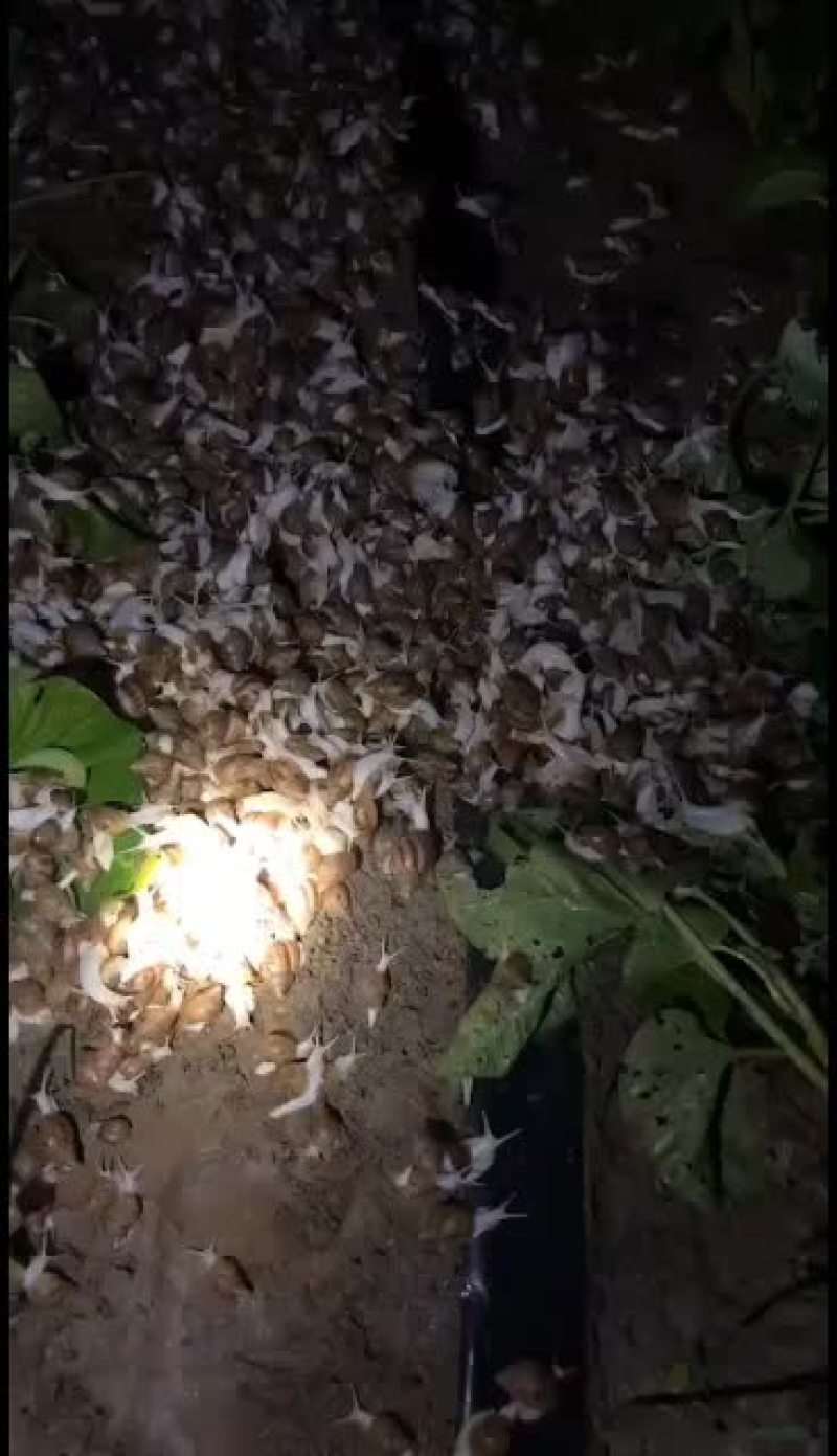 已培养两个月的半成品蜗牛