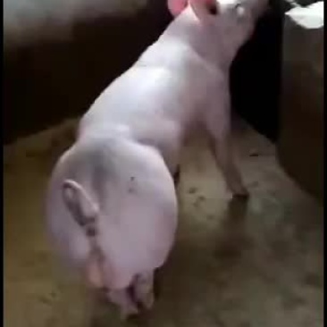 常年销售大白种公猪杜洛克种公猪欢迎新老客户前来选购