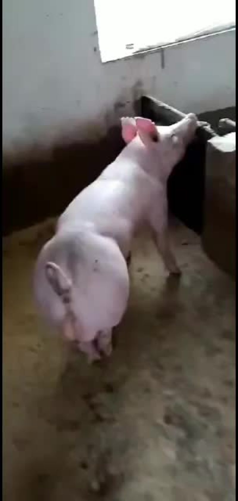 常年销售大白种公猪杜洛克种公猪欢迎新老客户前来选购