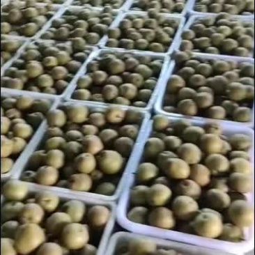 黄花梨大量上市欢迎新老客户来选购