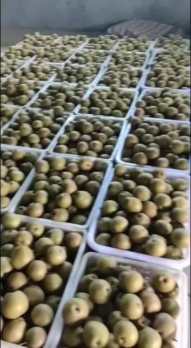 黄花梨大量上市欢迎新老客户来选购