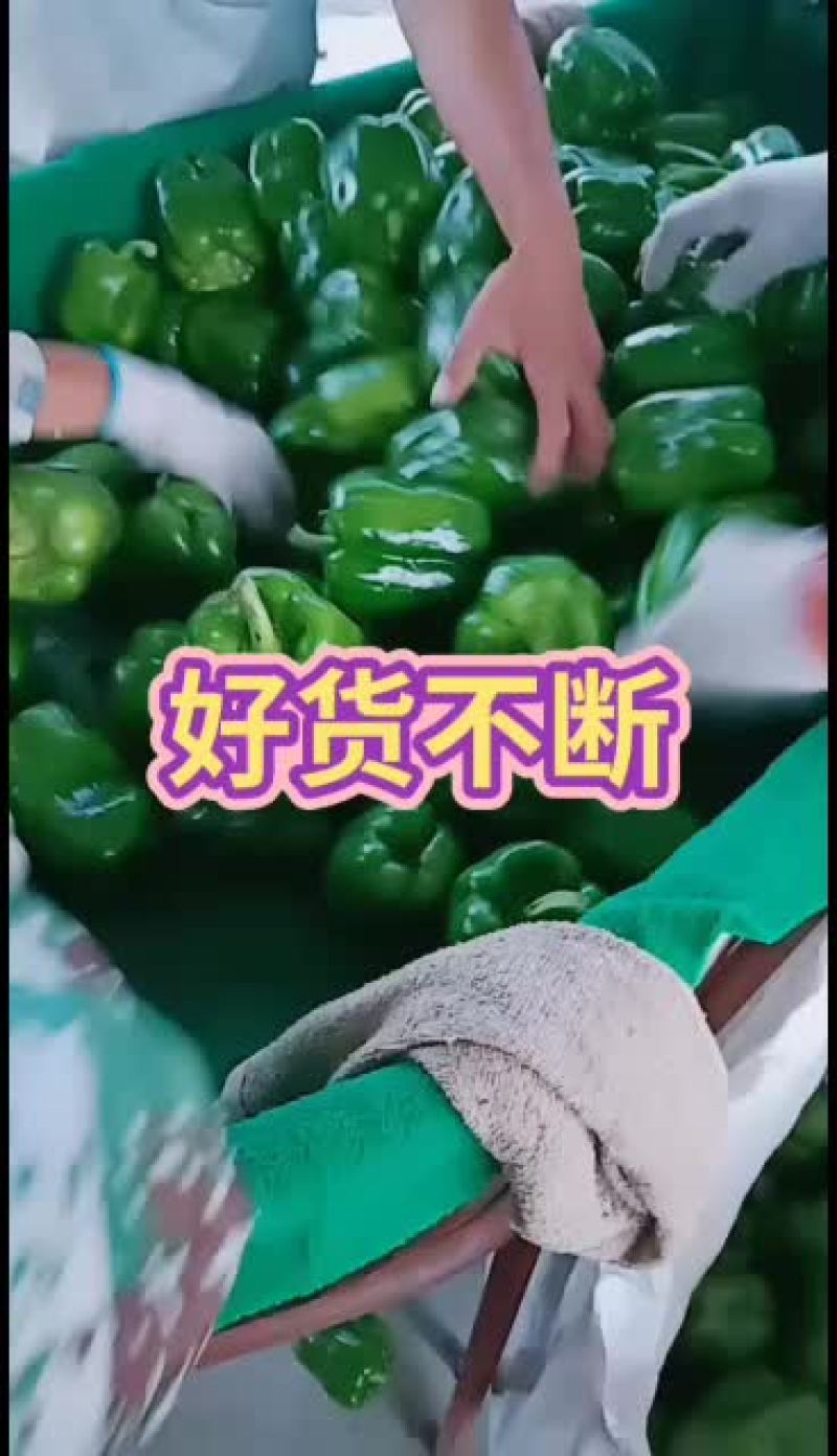 大量鲜货上市，货源充足