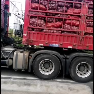 孟州冷库洋葱开始出库了