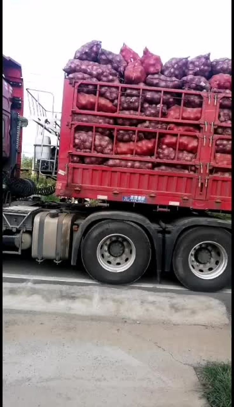 孟州冷库洋葱开始出库了