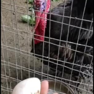 青铜火鸡，出售散养火鸡蛋