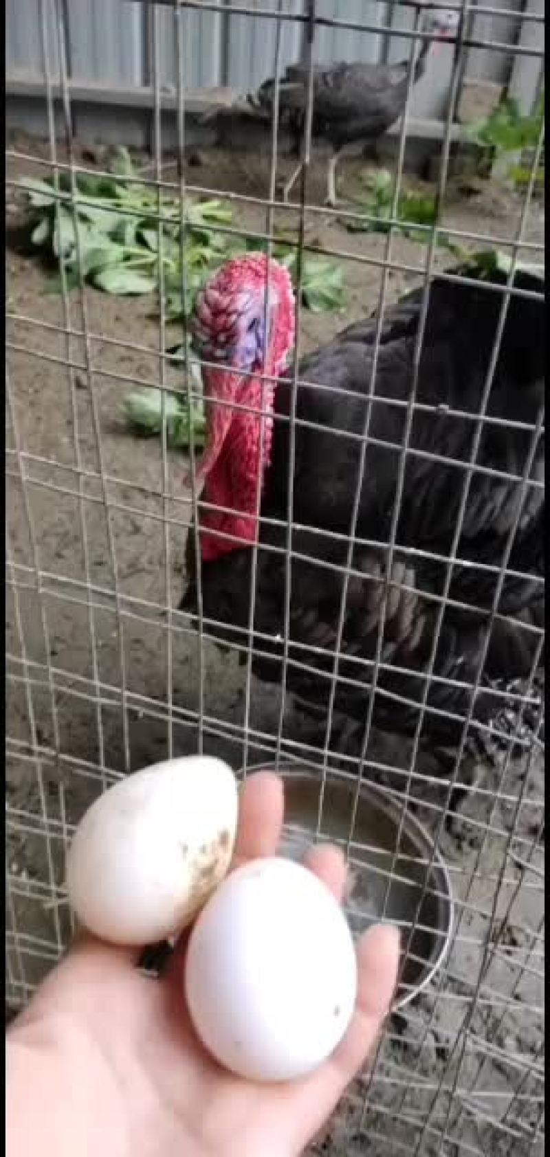 青铜火鸡，出售散养火鸡蛋