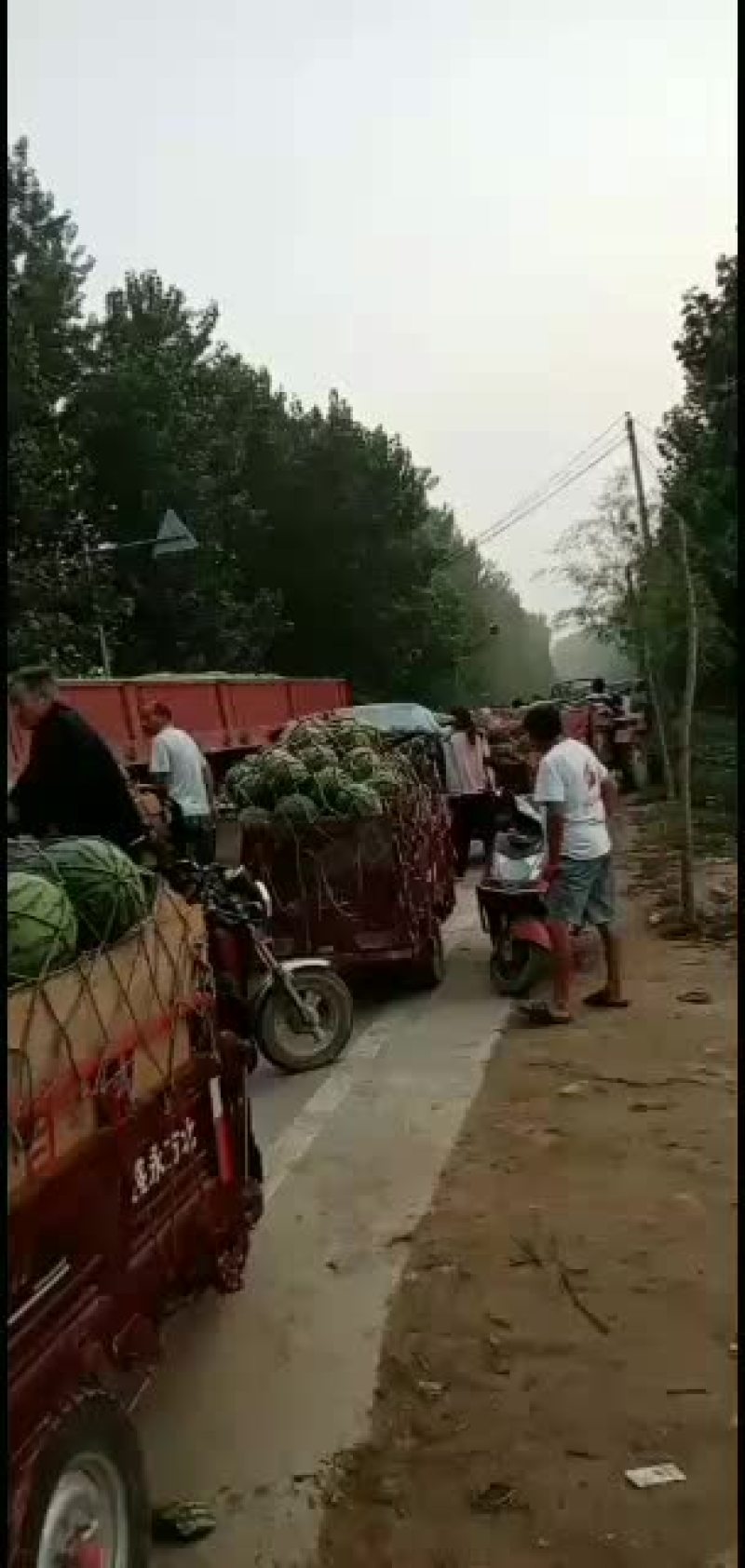 玉麒麟精品麒麟大量供应中口感很好欢迎选购