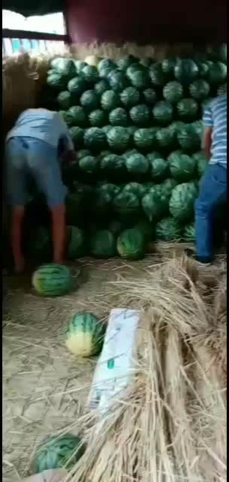 玉麒麟精品麒麟大量供应中口感很好欢迎选购