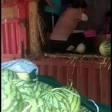 玉麒麟精品麒麟大量供应中口感很好欢迎选购