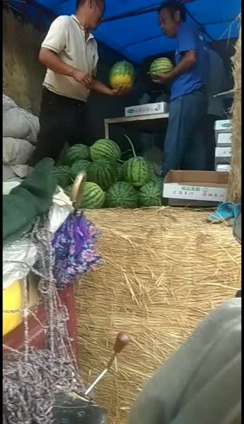 玉麒麟精品麒麟大量供应中口感很好欢迎选购
