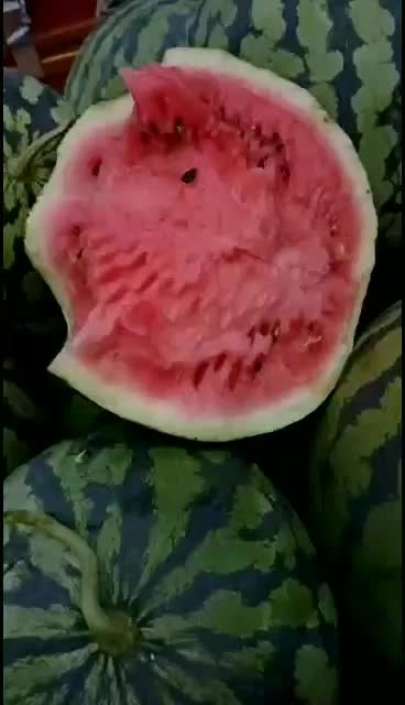 精品京欣西瓜大吨位供应欢迎选购