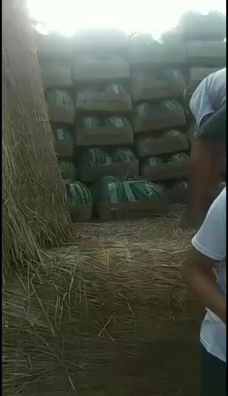 精品京欣西瓜大吨位供应欢迎选购