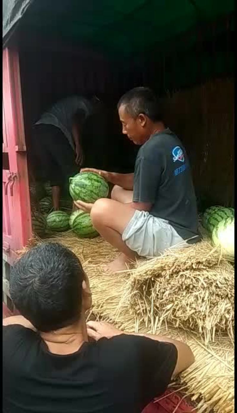 精品京欣西瓜大吨位供应欢迎选购