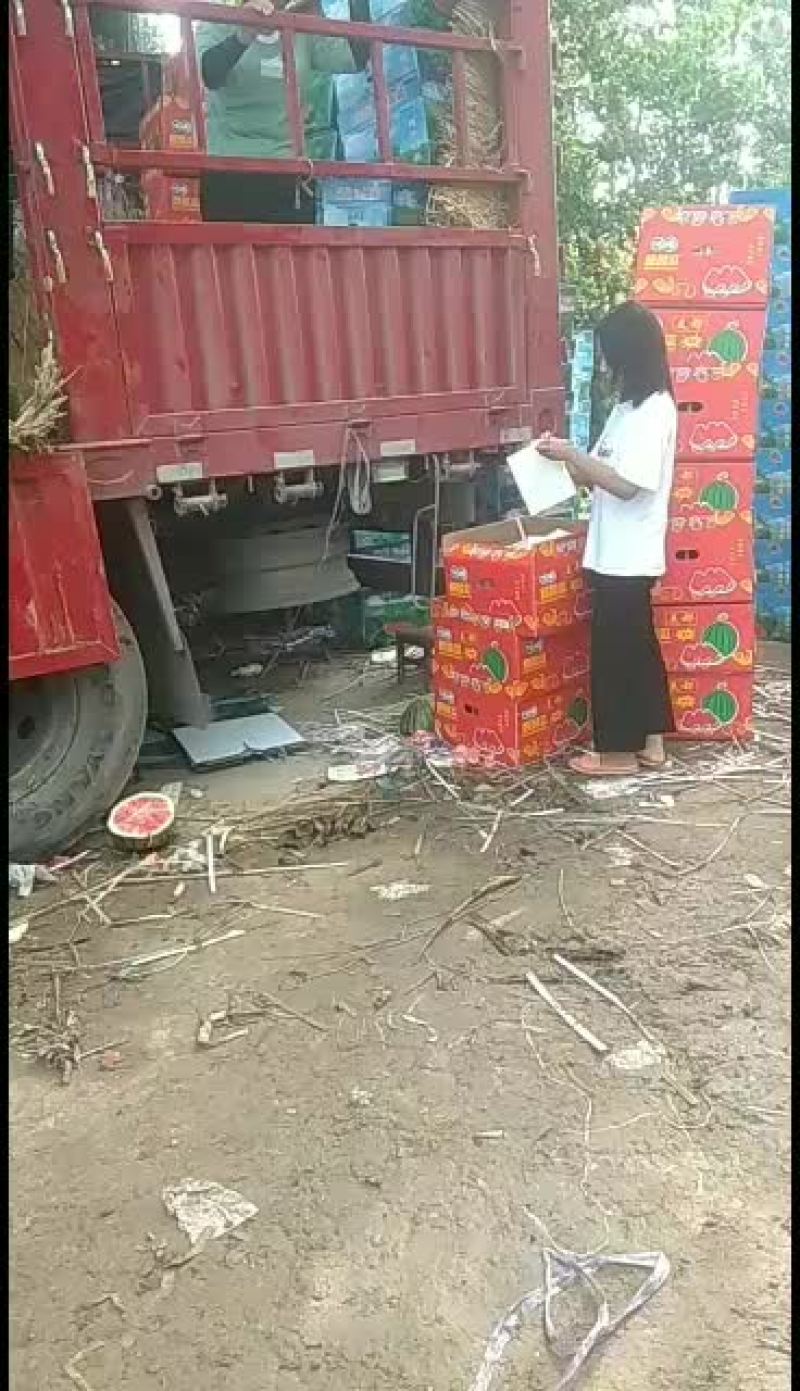 精品京欣西瓜大吨位供应欢迎选购