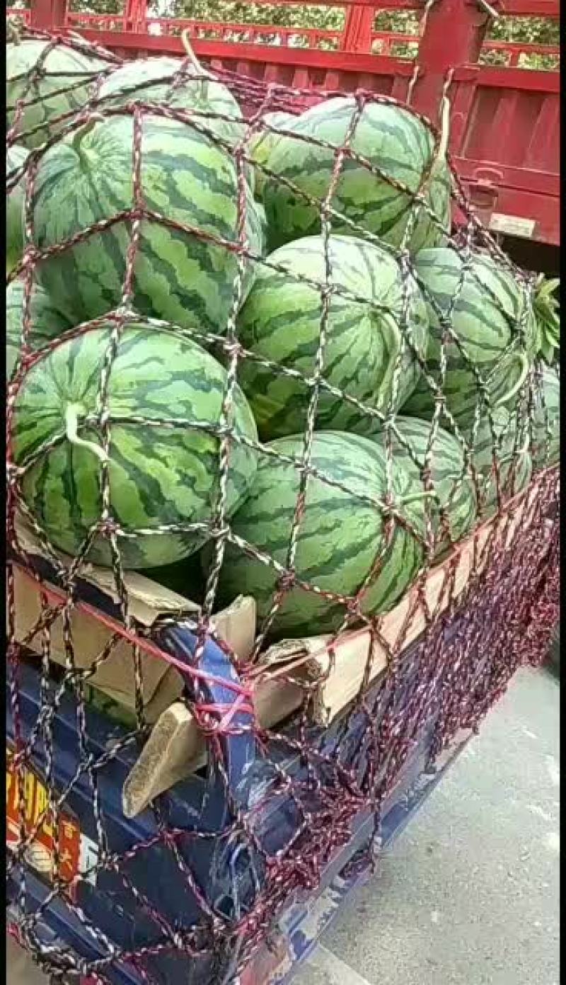 精品京欣西瓜大吨位供应欢迎选购