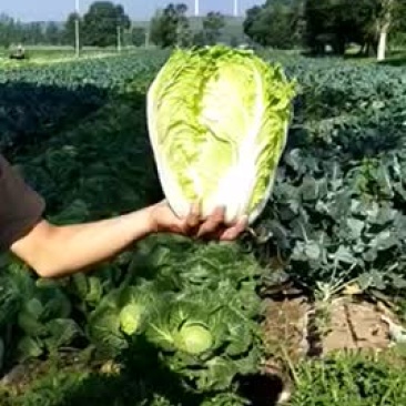 坝上精品黄心白菜玲珑黄四季黄代发全国诚信经营