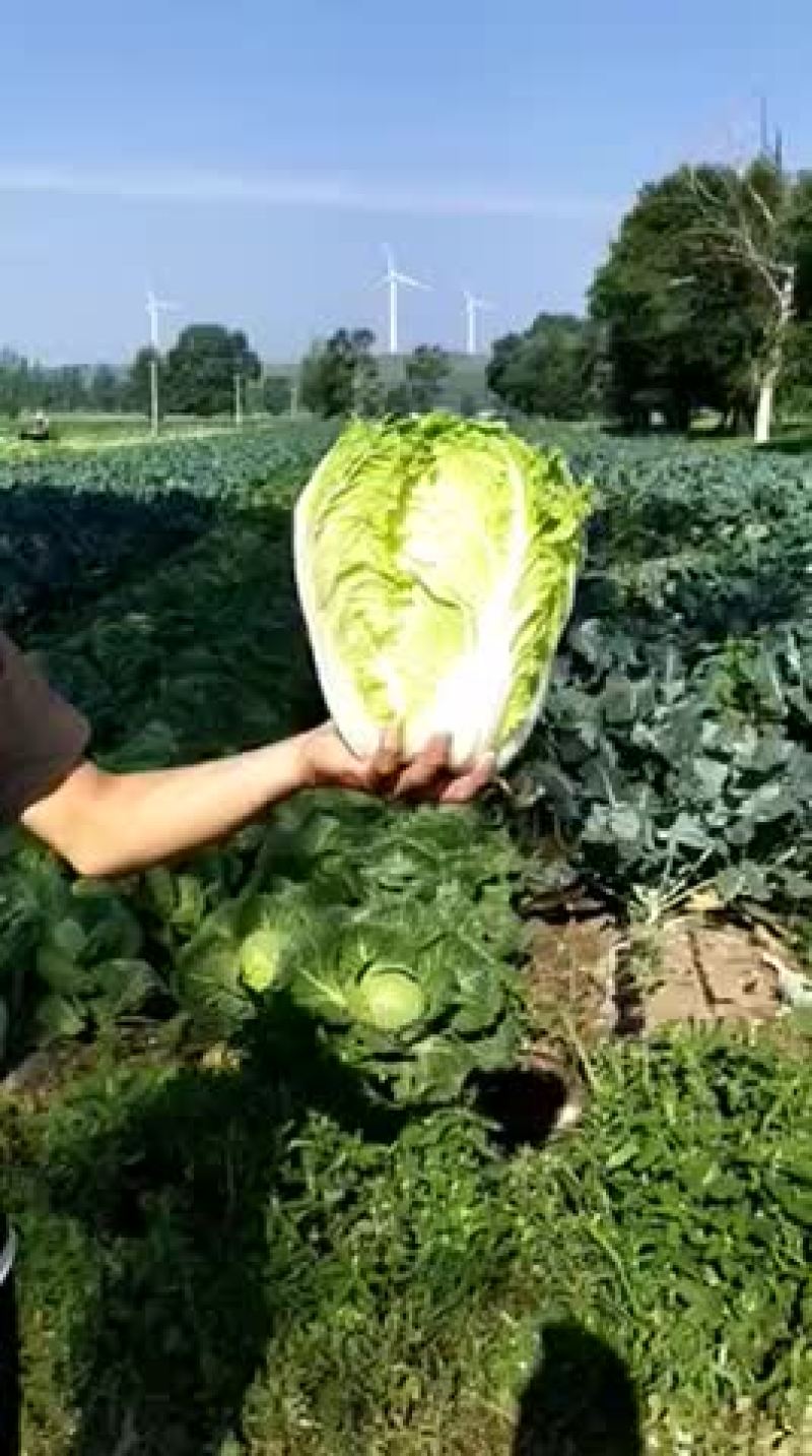 坝上精品黄心白菜玲珑黄四季黄代发全国诚信经营