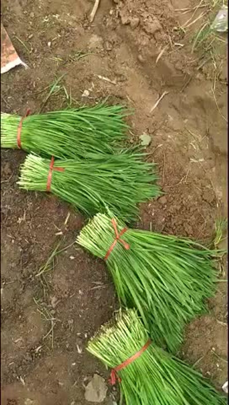 大量优质韭菜，诚信经营！