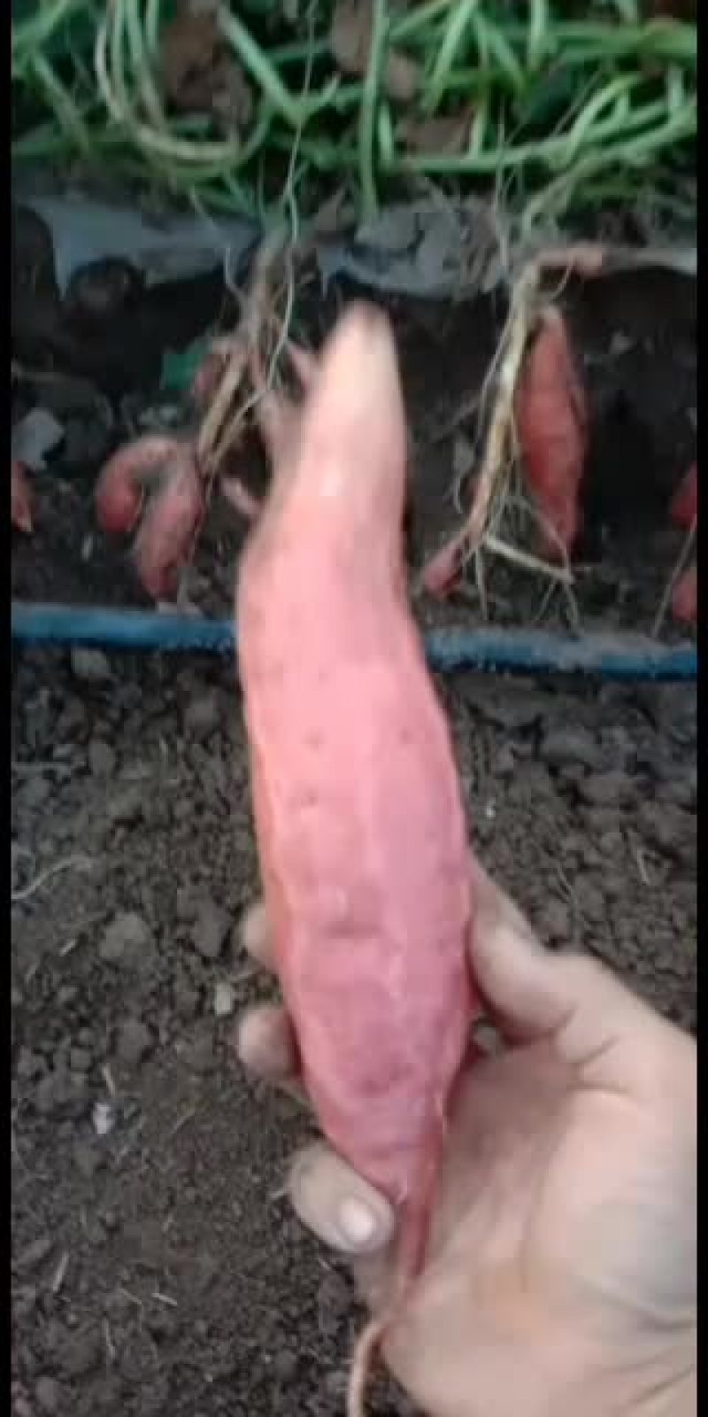 烟薯销售，等级，一，二，三