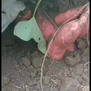 烟薯销售，等级，一，二，三