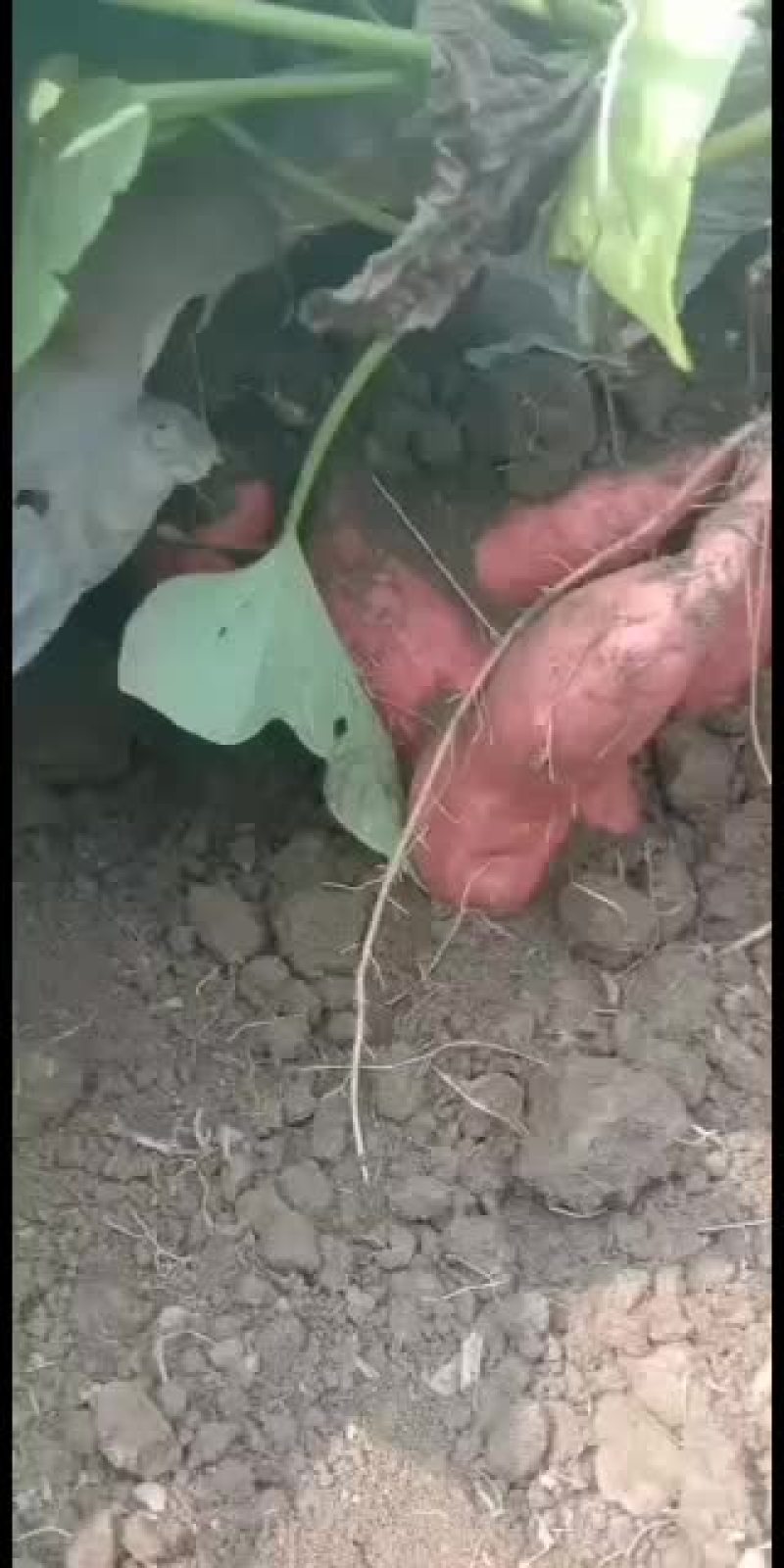 烟薯销售，等级，一，二，三
