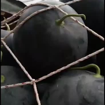 河南省太康县黑皮无籽大量上市