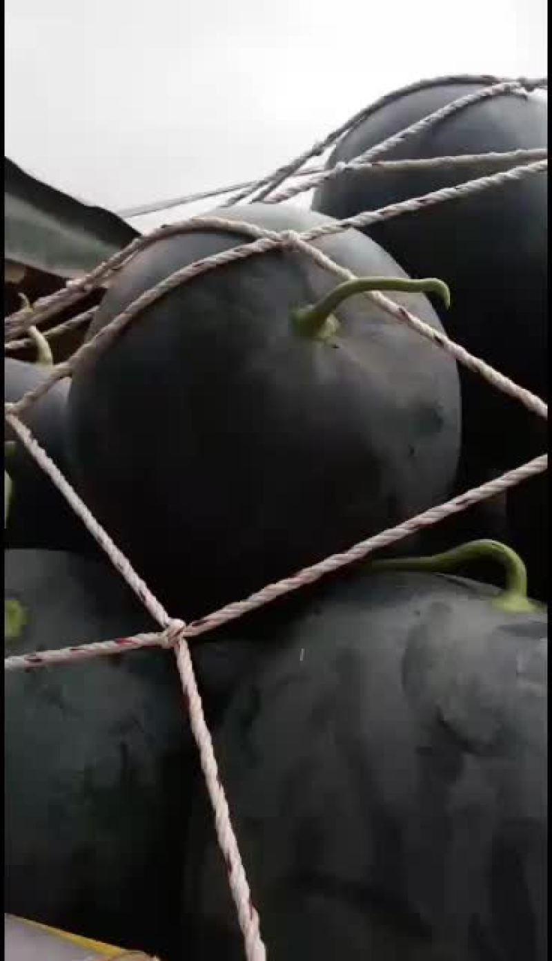河南省太康县黑皮无籽大量上市