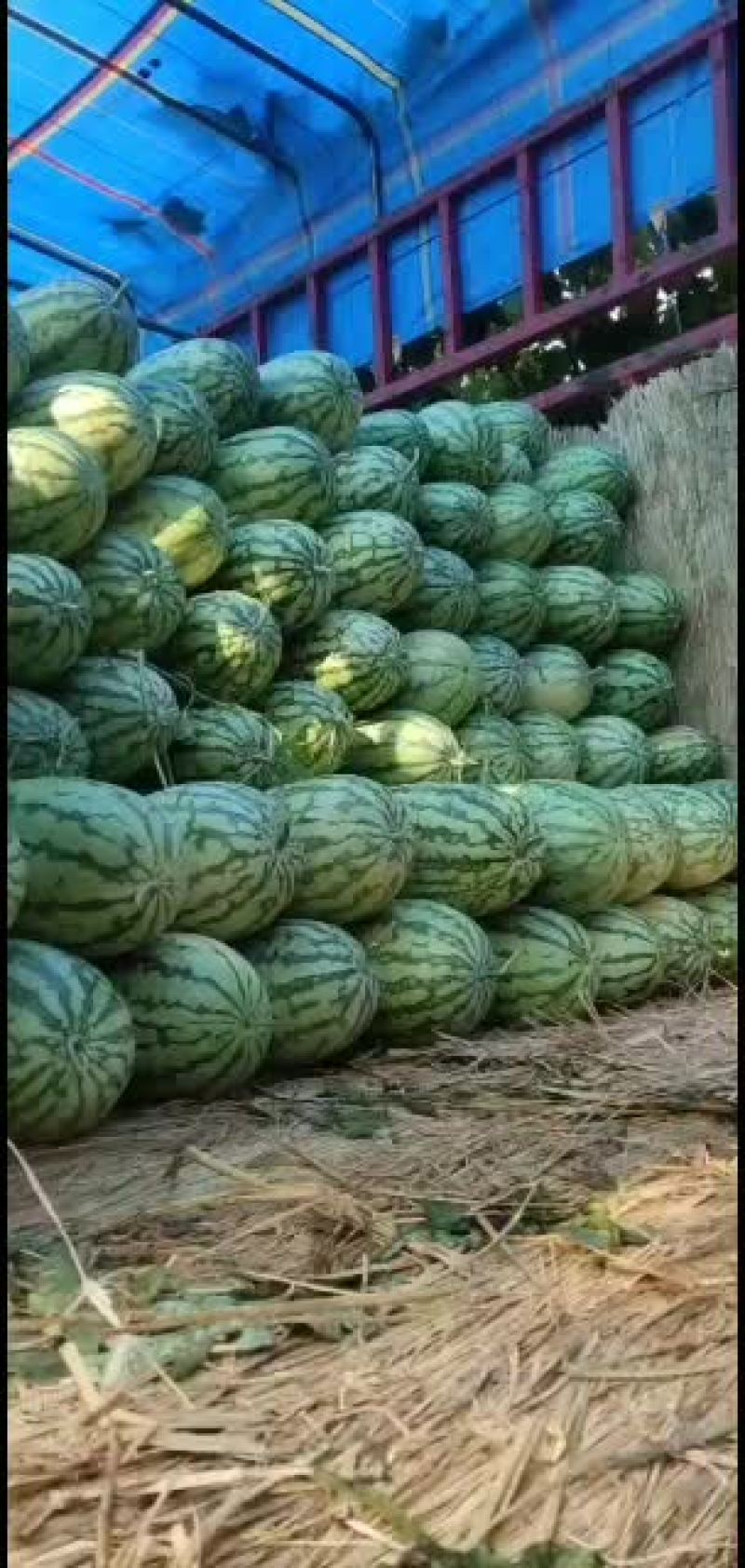 花长瓜大量上市有需要的吗