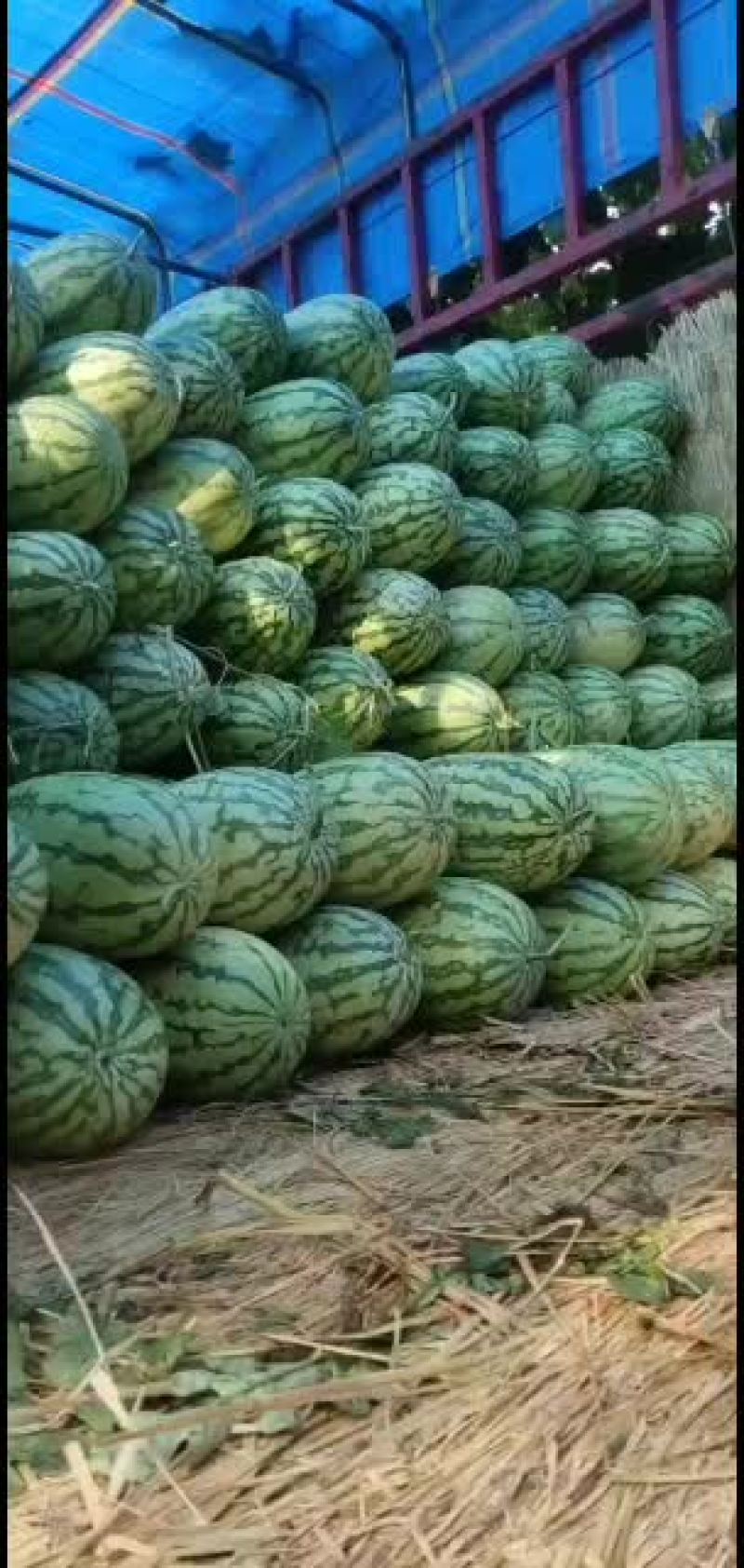 花长瓜大量上市有需要的吗