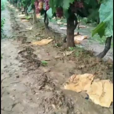 各种品种葡萄，欢迎采购
