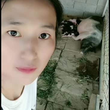 巴马香猪价格繁殖多好饲养青草就可以喂，全国运输，一只也发