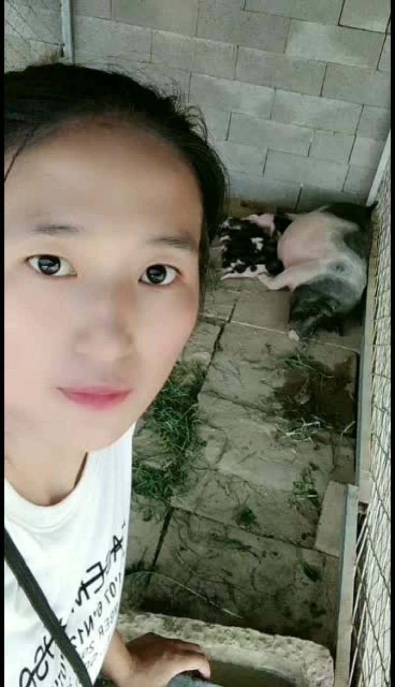巴马香猪价格繁殖多好饲养青草就可以喂，全国运输，一只也发