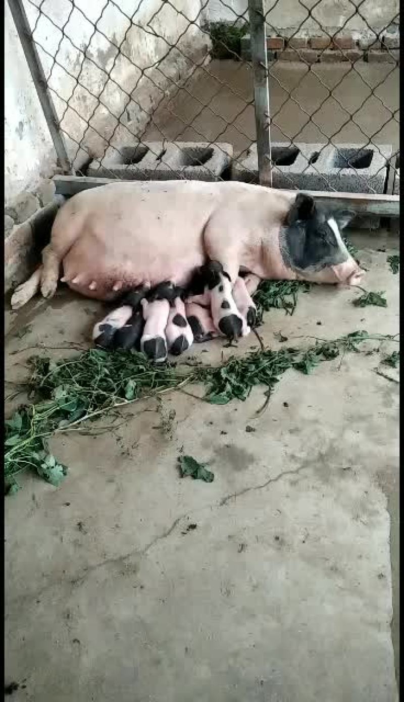 巴马香猪价格繁殖多好饲养青草就可以喂，全国运输，一只也发