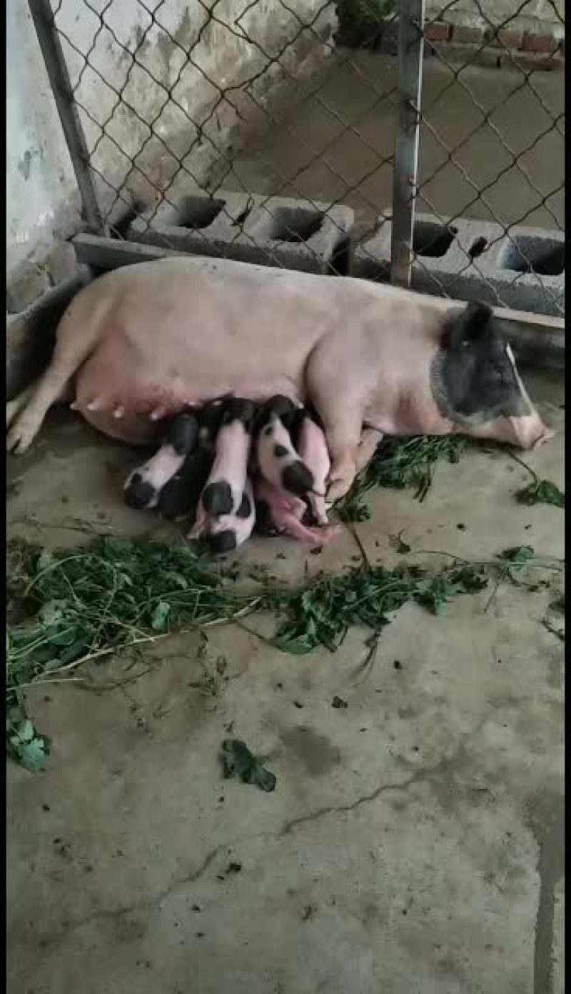 巴马香猪价格繁殖多好饲养青草就可以喂，全国运输，一只也发