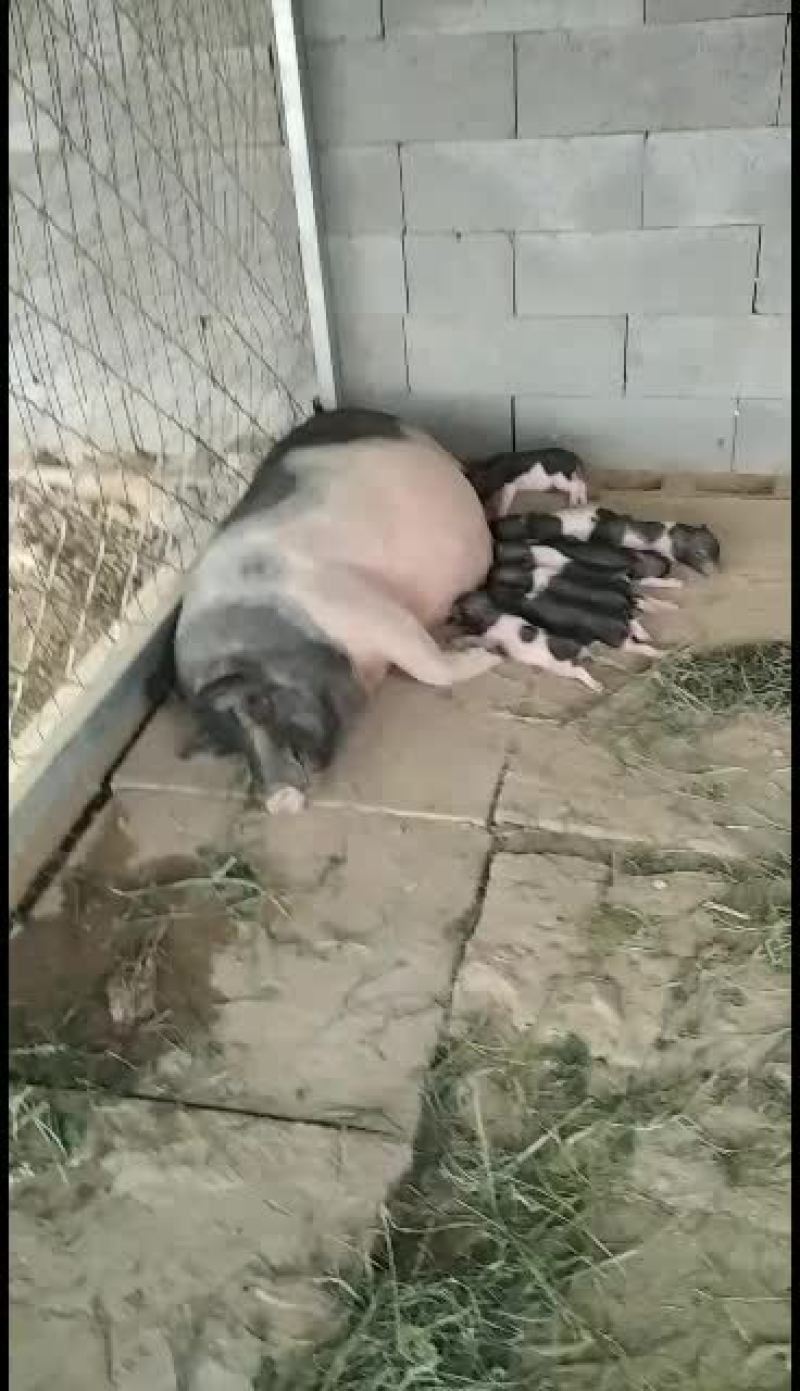 巴马香猪价格繁殖多好饲养青草就可以喂，全国运输，一只也发