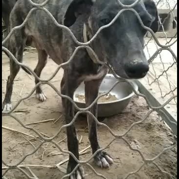 格力犬撵兔上下车全活格力犬格力犬幼犬格力犬成年犬