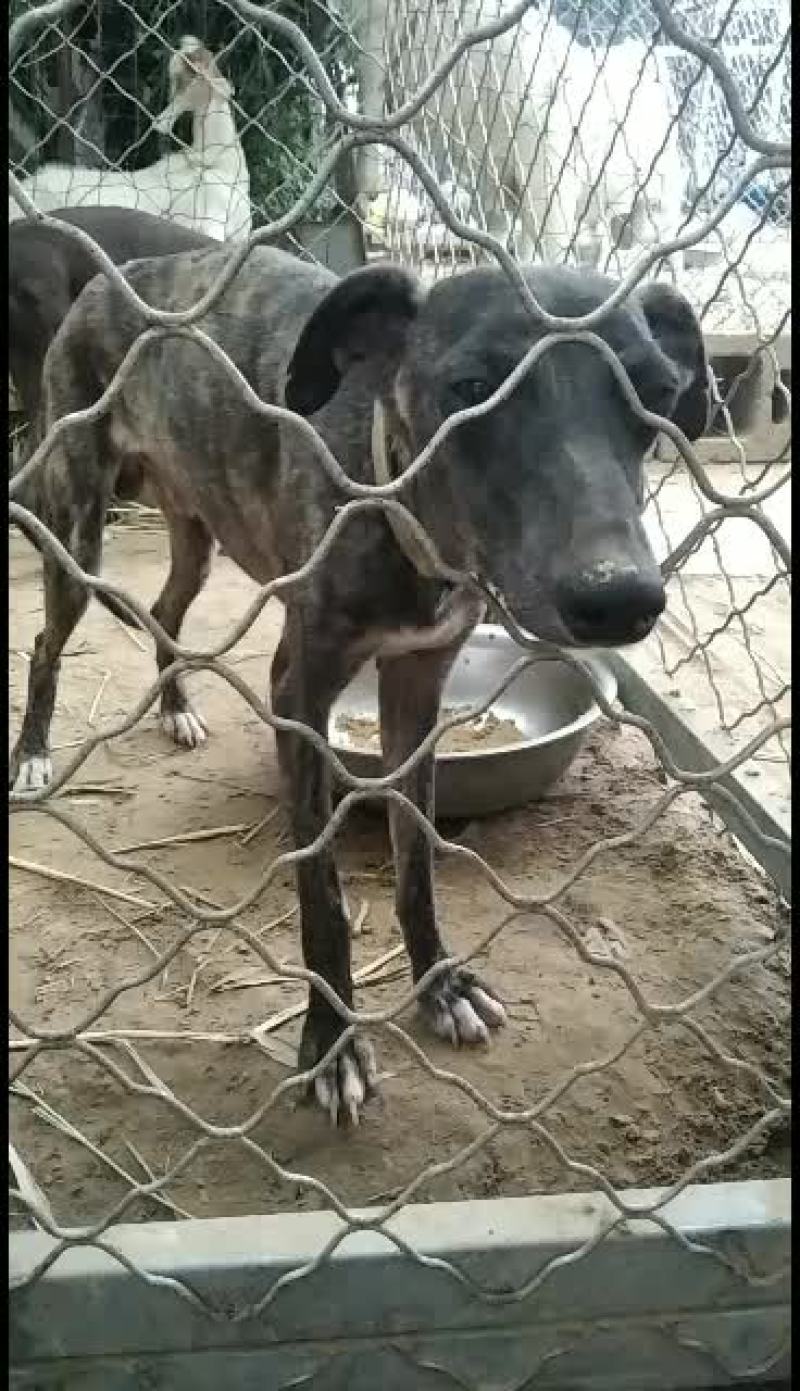 格力犬撵兔上下车全活格力犬格力犬幼犬格力犬成年犬