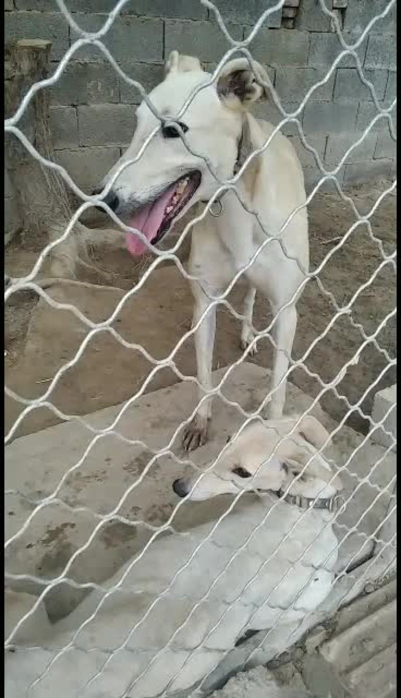 格力犬撵兔上下车全活格力犬格力犬幼犬格力犬成年犬