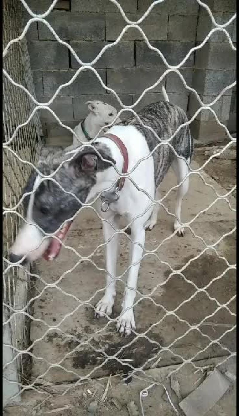 格力犬撵兔上下车全活格力犬格力犬幼犬格力犬成年犬