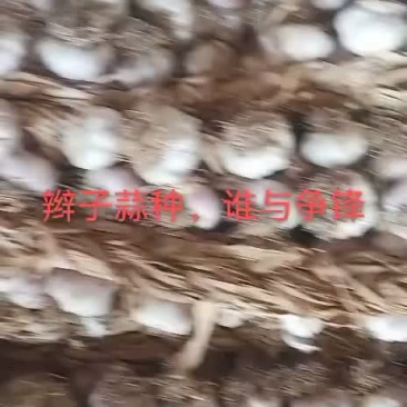 紫红皮大蒜蒜种东北独头蒜种专业代办