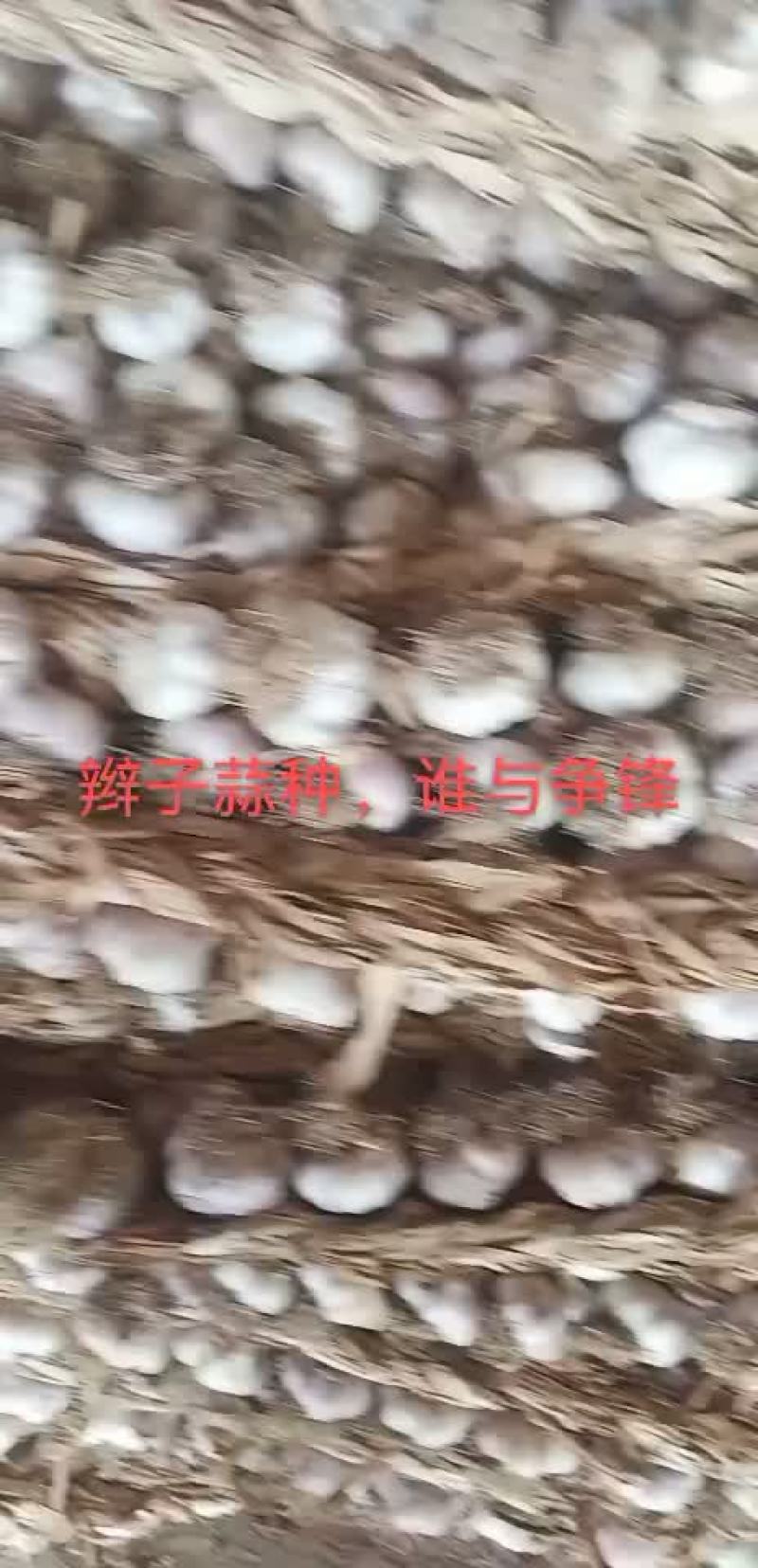 紫红皮大蒜蒜种东北独头蒜种专业代办