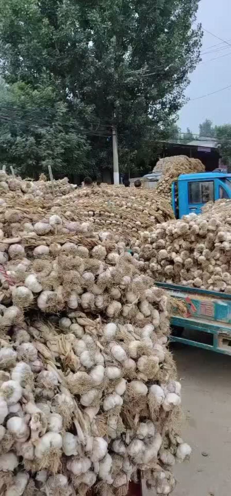 紫红皮大蒜蒜种东北独头蒜种专业代办