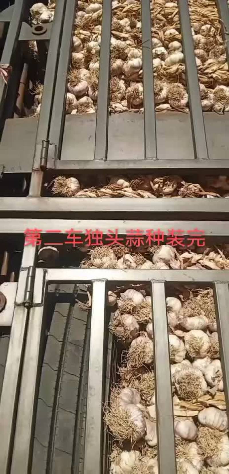 紫红皮大蒜蒜种东北独头蒜种专业代办
