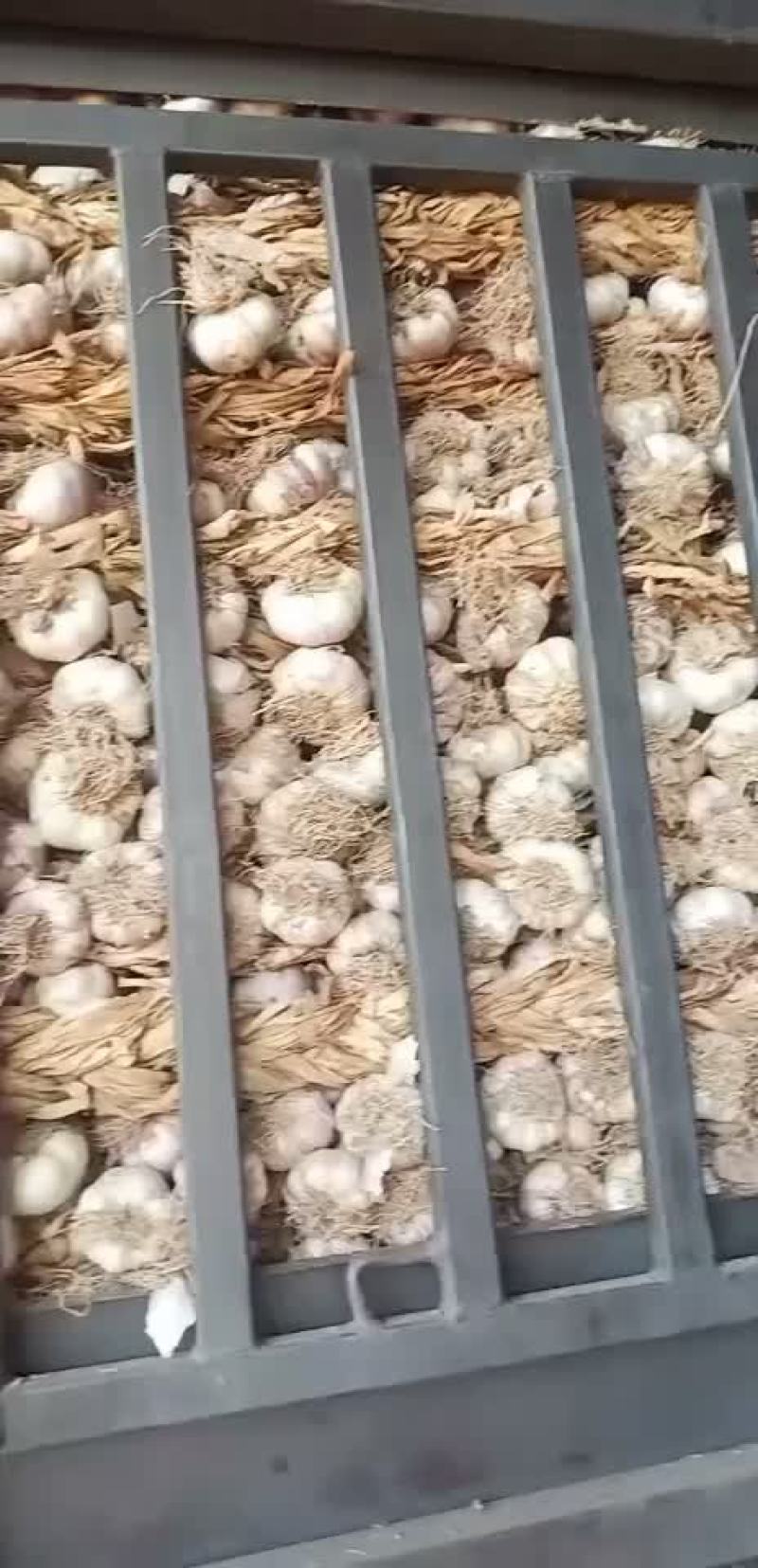 紫红皮大蒜蒜种东北独头蒜种专业代办