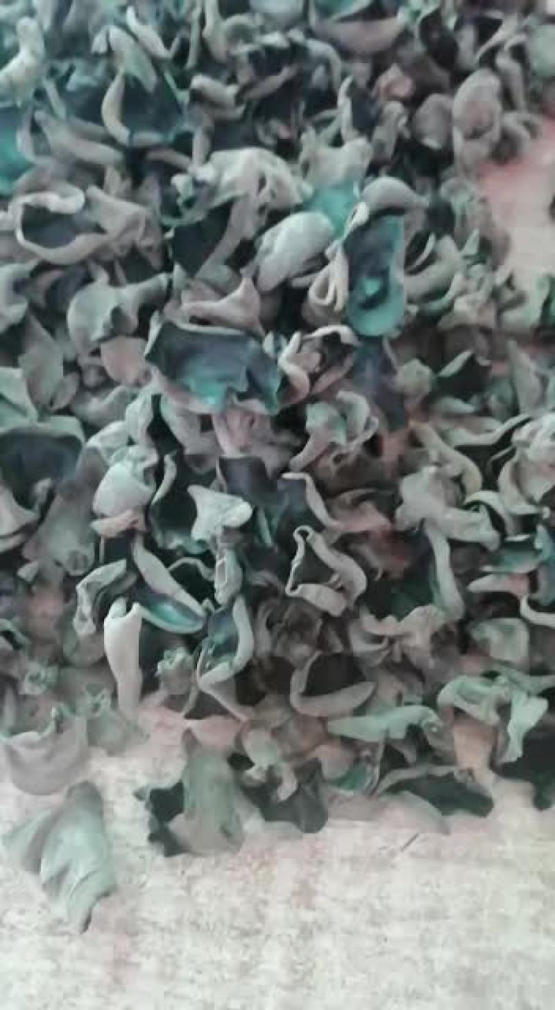 秋木耳泡发又黑又厚，一斤干的泡发11斤一14斤