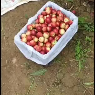 珍珠枣油桃已经清园，明年再见。