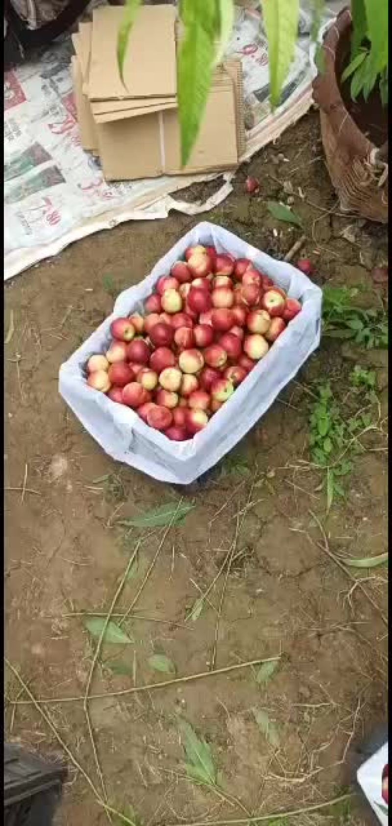 珍珠枣油桃已经清园，明年再见。