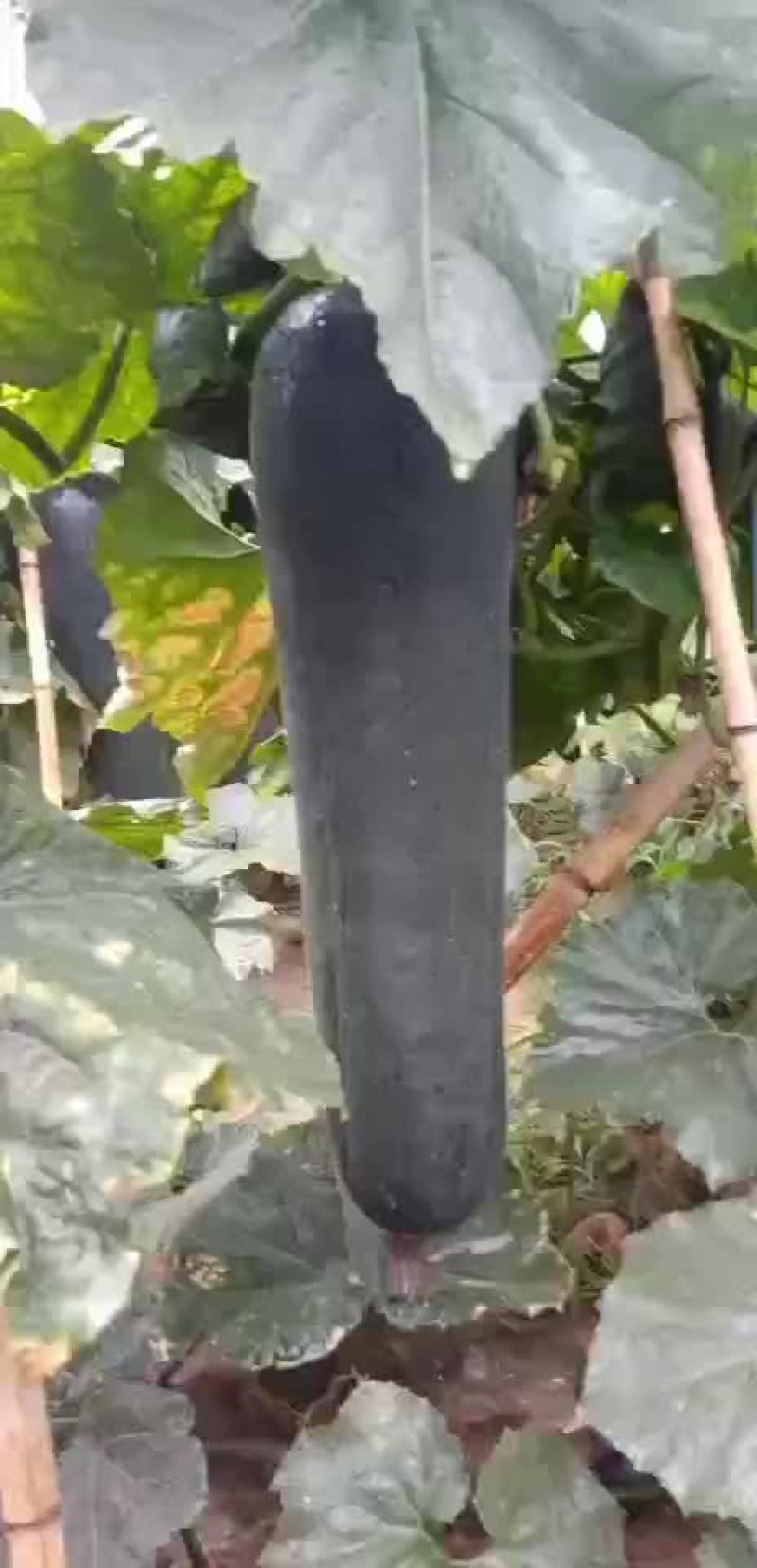 【黑皮冬瓜】河南郸城黑皮冬瓜，产地直销，黑皮冬瓜上市了，