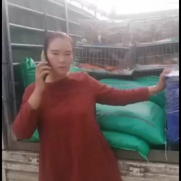 改良杂交肉兔，比利时新西兰