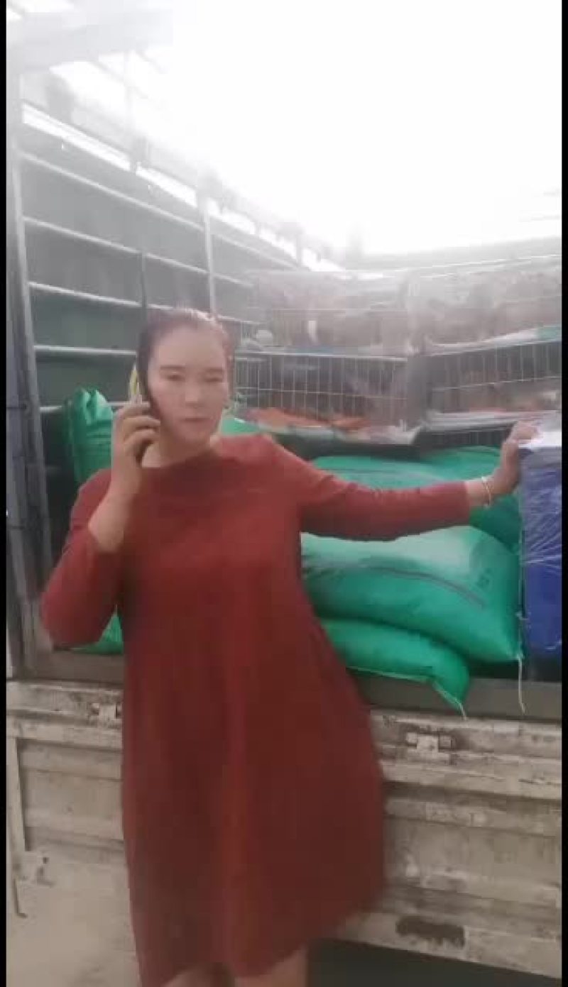 改良杂交肉兔，比利时新西兰